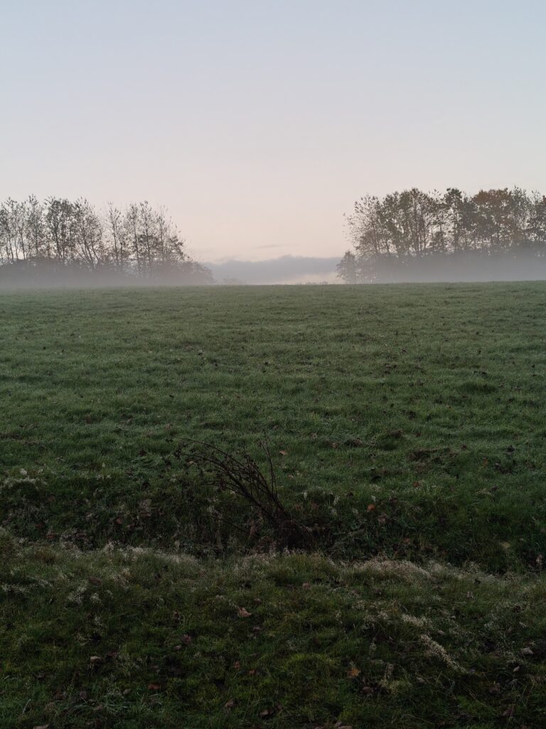 Neblige Wiese am Morgen mit Bäumen am Horizont