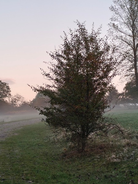 Nebelige Wiese mit einzelnem Baum