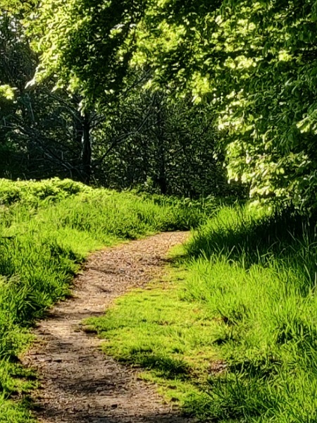 Schmaler Weg im Wald mit Licht und Schatten