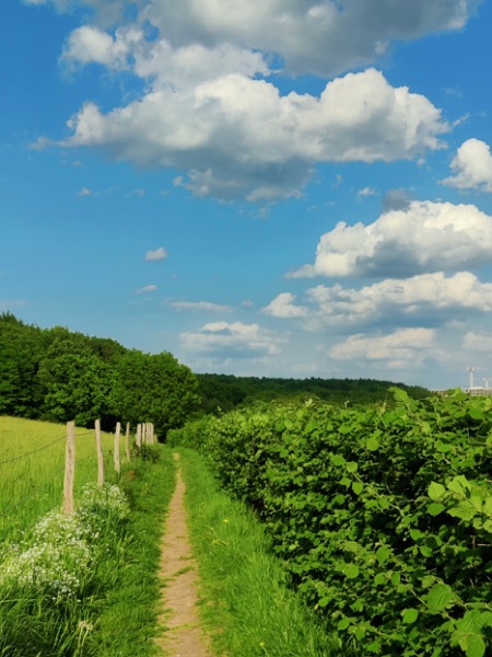 Schmaler Pfad über eine grüne Wiese