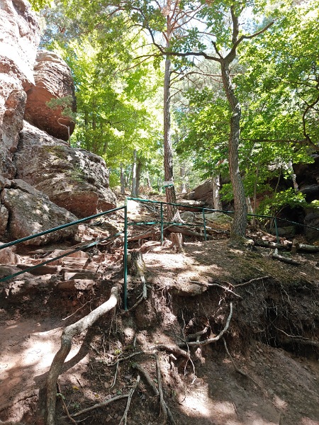 Freigelegte Baumwurzeln an einem Hang im Wald